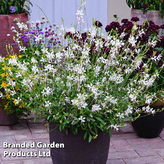 Gaura lindheimeri 'Sparkle White'