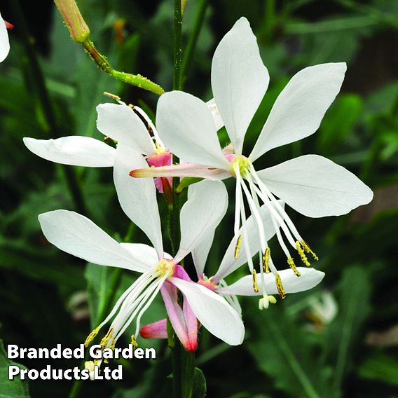 Gaura lindheimeri 'Sparkle White'