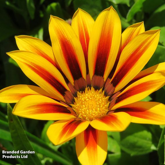 Gazania 'Tiger Stripes Mixed'