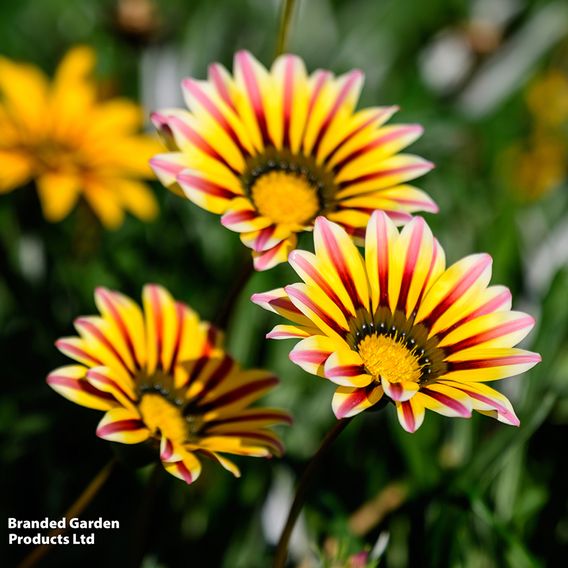 Gazania 'Tiger Stripes Mixed'