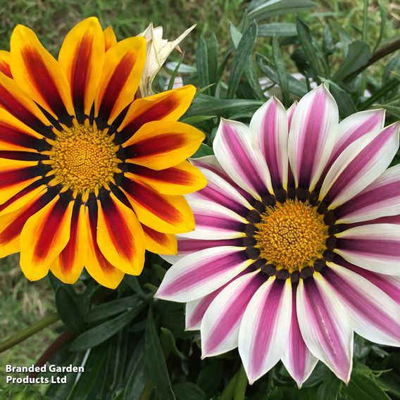 Gazania 'Tiger Stripes Mixed'