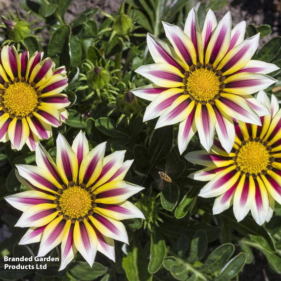 Gazania 'Tiger Stripes Mixed'