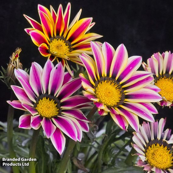 Gazania 'Tiger Stripes Mixed'