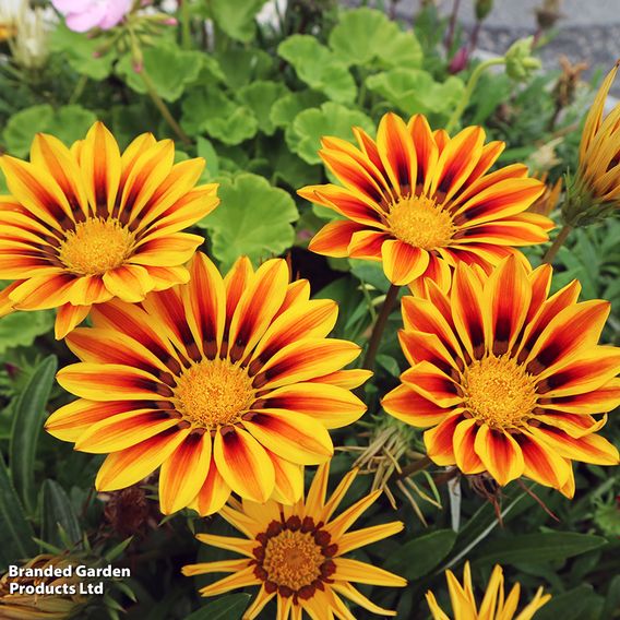 Gazania 'Tiger Stripes Mixed'