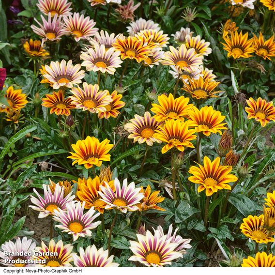 Gazania 'Tiger Stripes Mixed'