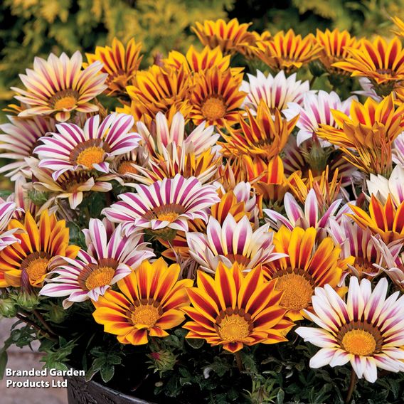 Gazania 'Tiger Stripes Mixed'