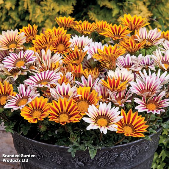 Gazania 'Tiger Stripes Mixed'