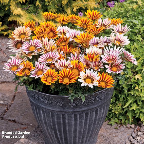 Gazania 'Tiger Stripes Mixed'