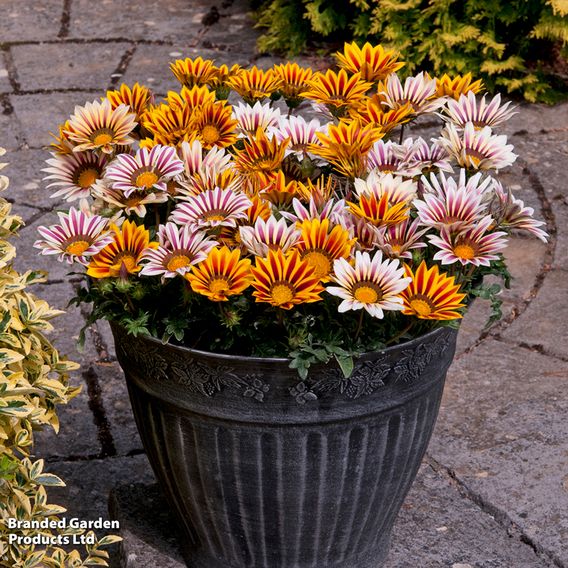 Gazania 'Tiger Stripes Mixed'