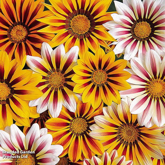 Gazania 'Tiger Stripes Mixed'