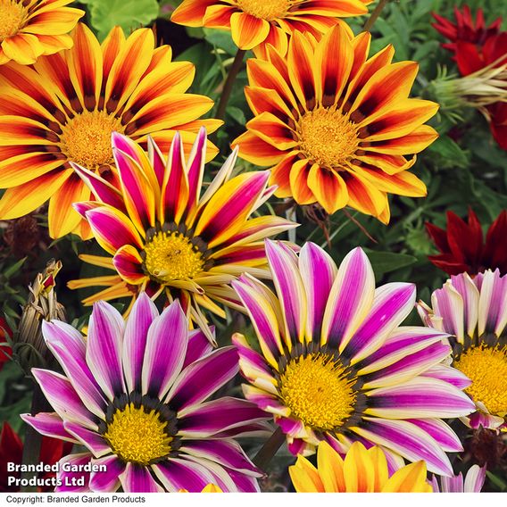 Gazania 'Tiger Stripes Mixed'