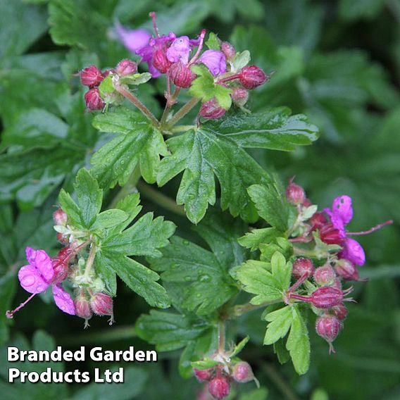 Geranium macrorrhizum Ingwersen's Variety