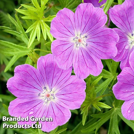 Geranium sanguineum Vision Violet