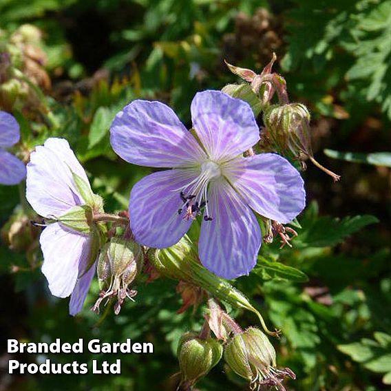 Geranium Pratense Mrs Kendall Clark