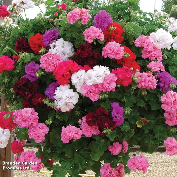 Geranium 'Rosebud Collection'