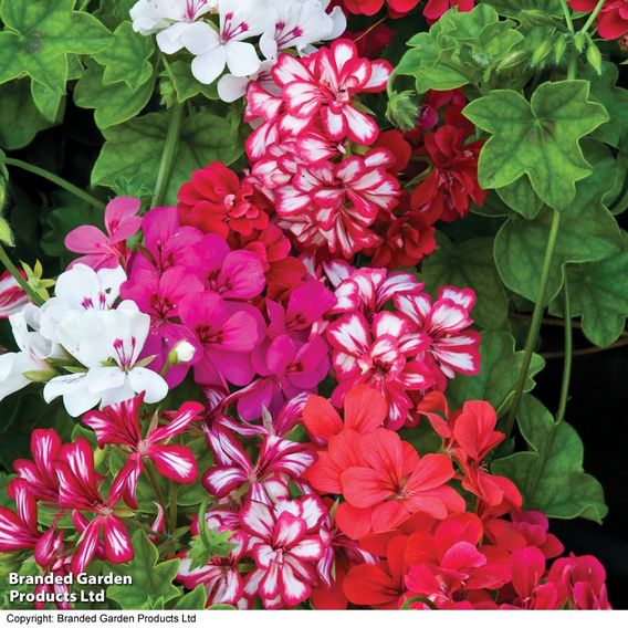 Geranium 'GeRainbow™ Mixed'
