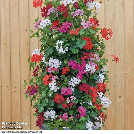 Geranium 'GeRainbow™ Mixed'