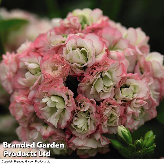 Geranium 'Appleblossom Rosebud'