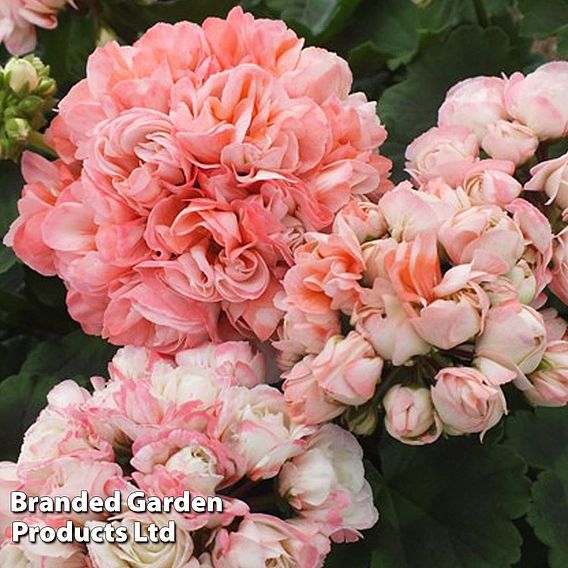 Geranium 'Appleblossom Rosebud'