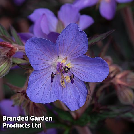 Geranium 'Storm Cloud'