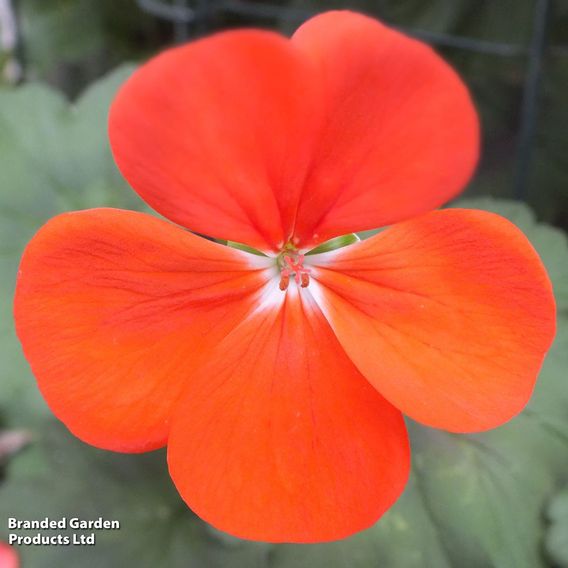 Geranium 'Antik Orange'