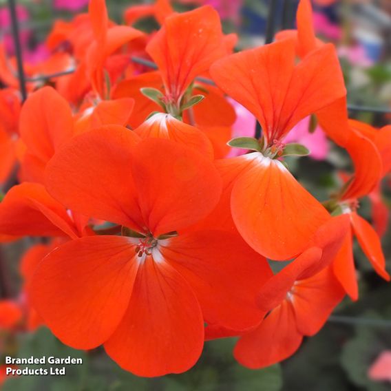 Geranium 'Antik Orange'
