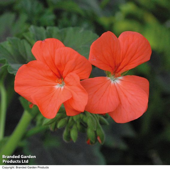 Geranium 'Antik Orange'