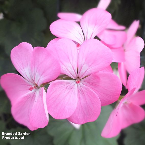 Geranium 'Antik Pink'