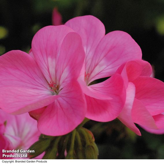 Geranium 'Antik Pink'
