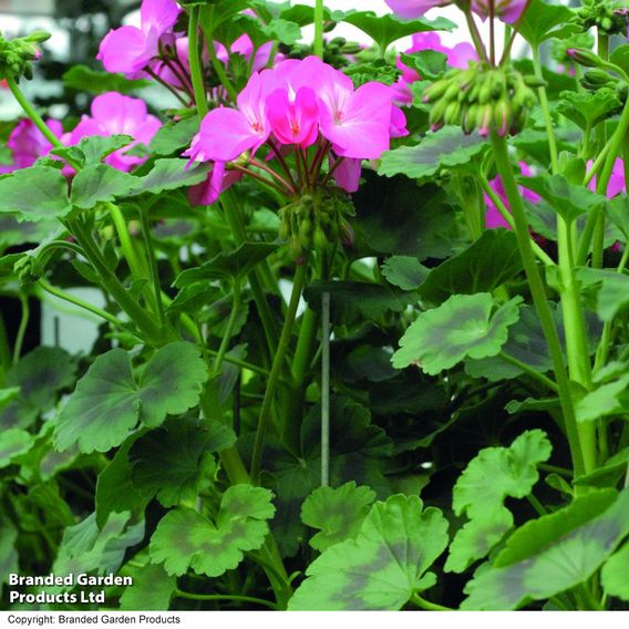 Geranium 'Antik Pink'