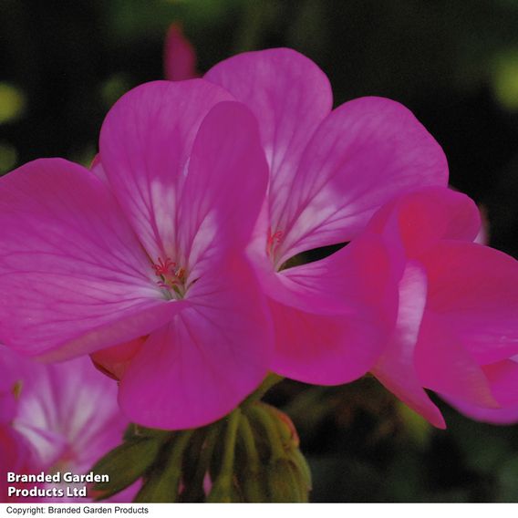 Geranium 'Antik Violet'