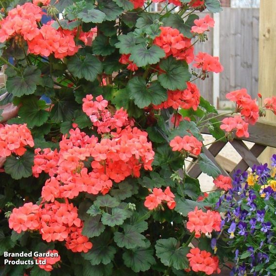 Geranium 'Antik Orange'