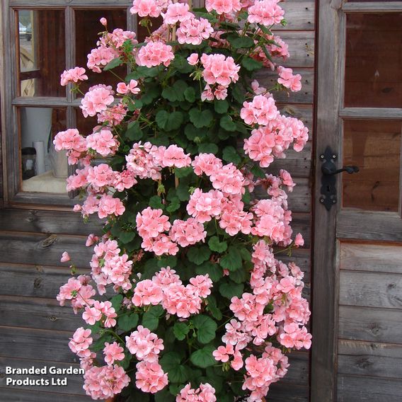 Geranium 'Antik Pink'