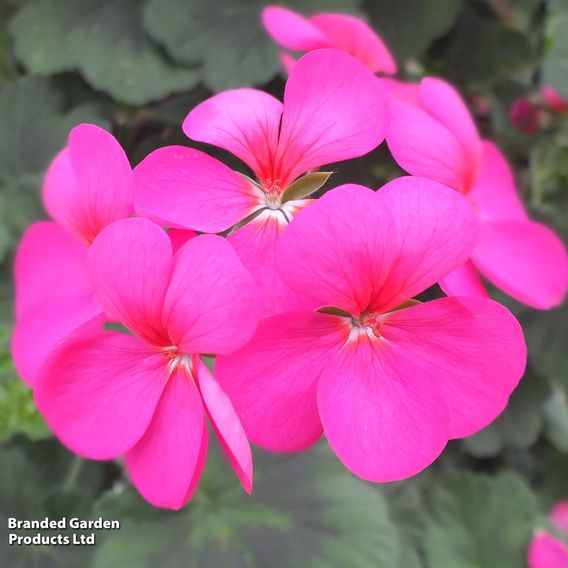 Geranium 'Antik Violet'