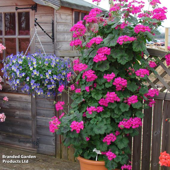 Geranium 'Antik Violet'