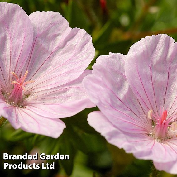 Geranium sanguineum 'Appleblossom'