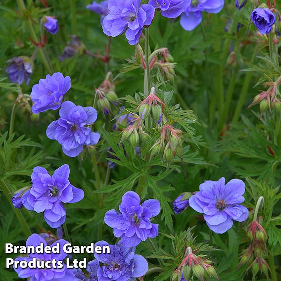 Geranium pratense 'Azure Skies'