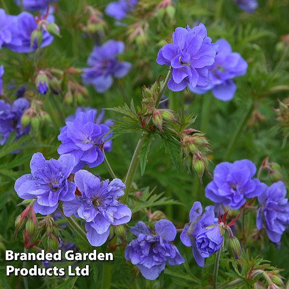 Geranium pratense 'Azure Skies'