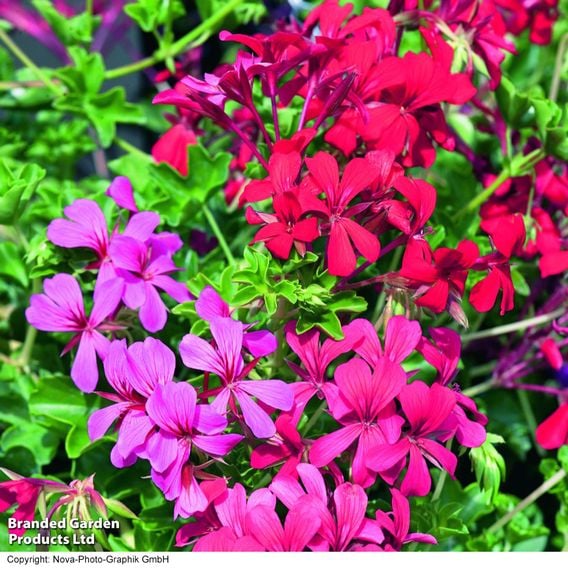 Geranium 'Balcon Mix'