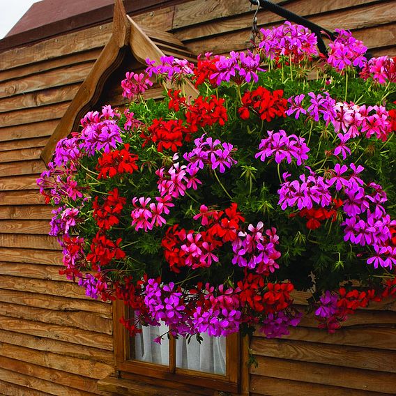 Geranium 'Balcon Mix'