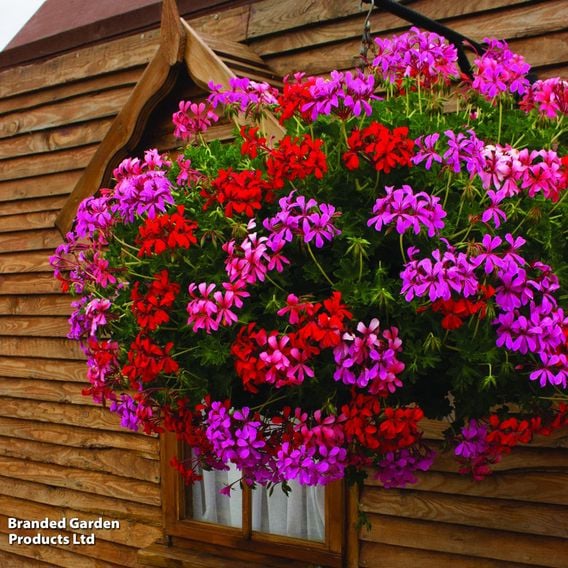 Geranium 'Balcon Mix'