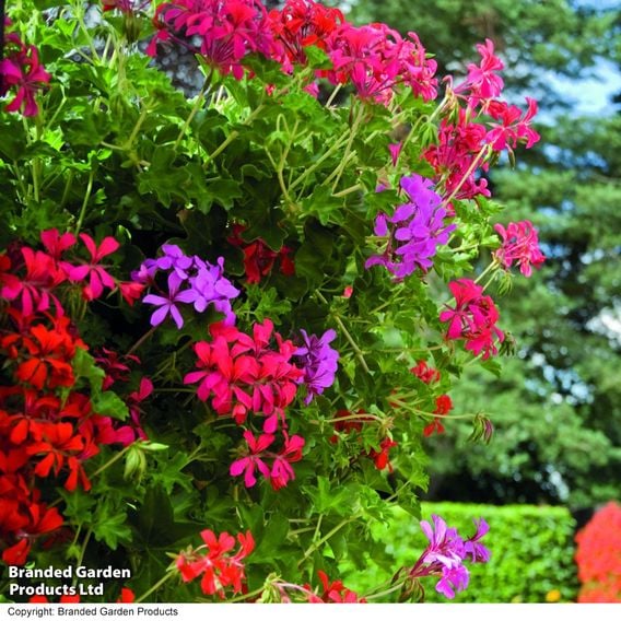 Geranium 'Balcon Mix'