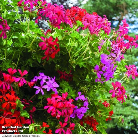 Geranium 'Balcon Mix'