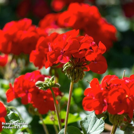 Geranium 'Best Red' F1