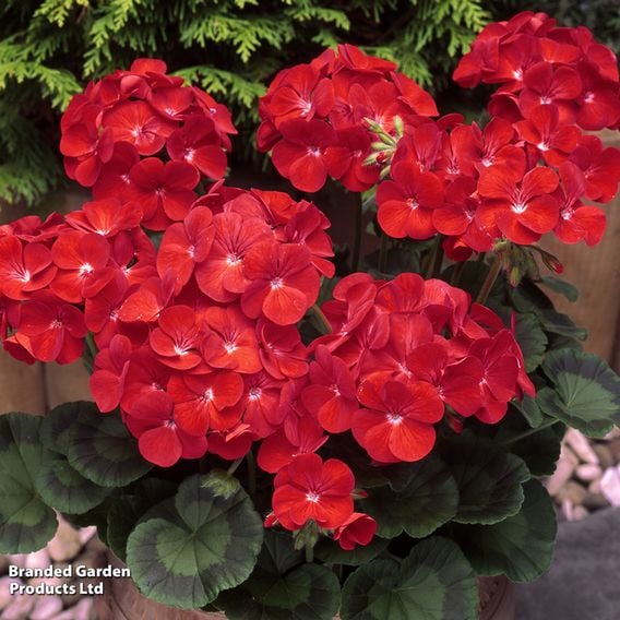 Geranium 'Best Red' F1