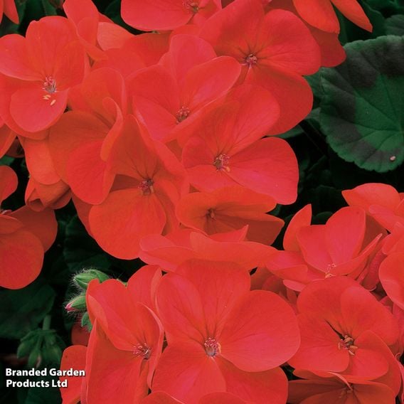 Geranium 'Best Red' F1