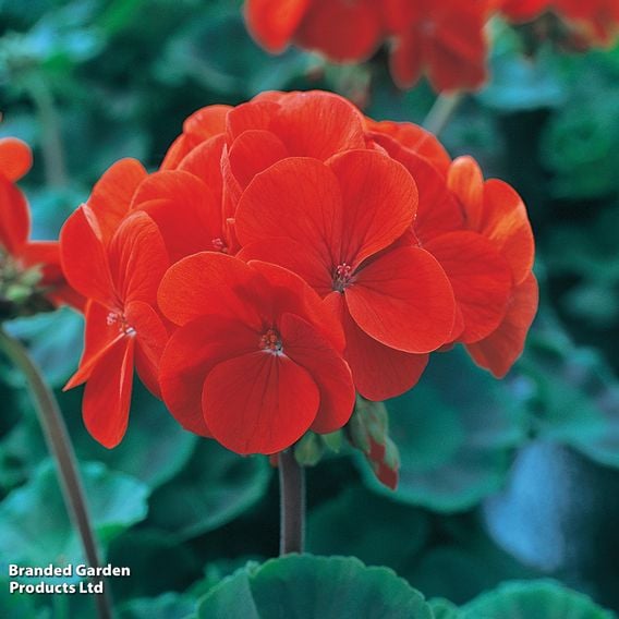 Geranium 'Best Red' F1