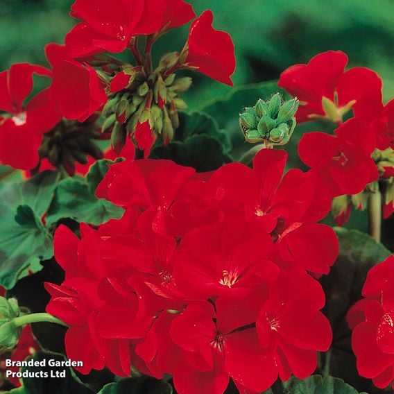 Geranium 'Best Red' F1