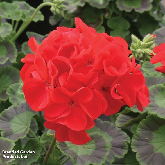 Geranium 'Best Red' F1