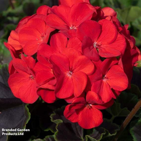 Geranium 'Best Red' F1